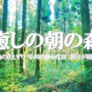 癒しの朝の森：小川のせせらぎ、水の音、綺麗な鳥のさえずり、臨場感、森の音 / 緊張緩和、読書、デスクワークなどにご活用ください【自然音,ASMR,4K,relaxing nature sounds】