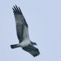 2026年9月6日の野鳥公園