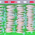 竹村貸舟店【高知県 浦ノ内湾～宇佐～須崎市横浪半島沖の船釣り】釣果情報 & ブログ