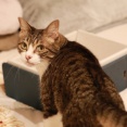 久しぶりの花火大会と猫ら。