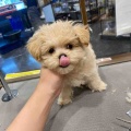 仔犬ちゃんシャンプー🐶