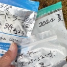 エイプリル、植える