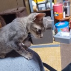 『手にじゃれる四郎』の画像