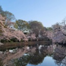 「テルマエロマエ」のロケ地にもなった間々田八幡公園の桜