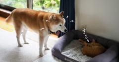 そうなるよねぇ…