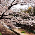 4/6(月)〝竹ヶ端運動公園〟〝集会所裏水呑川土手〟サクラ並木の散策(^.-)☆(12)