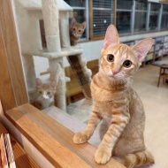 猫紹介☆チュチュ