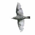 2026年7月12日の野鳥公園
