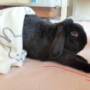 ー こんぶ城 ー