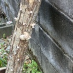 ナチュラルライフ