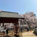 Cafe and pizzeria Fioretto【フィオレット】☆東金