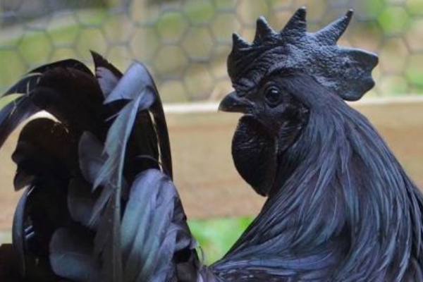 メラニズム 人間