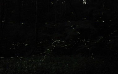 『投稿：横浜のゲンジボタルとヘイケボタル続編　2024/07/03』の画像
