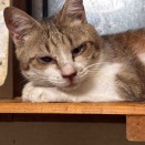 猛暑のエアコンの温度設定が難しい