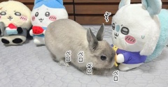 うさぎのルリ(7/31追記)