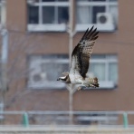 お城と淀川の鳥撮り記