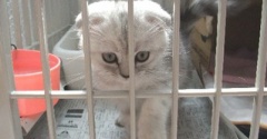 モモを迎えた前日の猫たちの様子