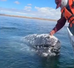 お掃除係としてクジラの信頼を得た男