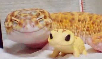ネットで拾った変な画像『カニのリアル擬人化』