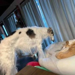 .•*.•*beny beny*•.*•.