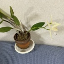 カトレア・インターメディアｘハーポフィラ　2輪目も開花