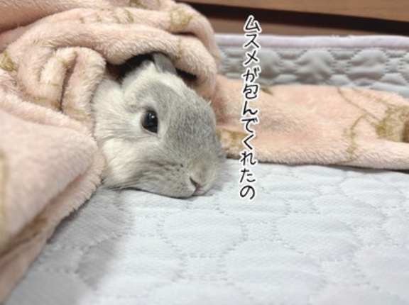 うさぎのルリ(2/18追記)