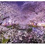 桜の花見だとか、見に行こうとするのが理解できないんだけど、わかる奴いる？ 	