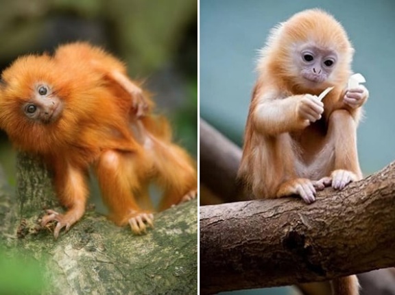 ブラジル人「お前らの国で最もキュートな動物を見せてくれ」