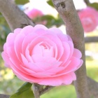 『近所の花たち　２　乙女椿』の画像