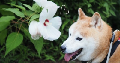 大きな芙蓉