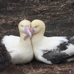 復活！伊豆諸島「鳥島」のアホウドリ、絶滅の危機から1万羽まで回復