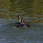 KAMONOMANIA　カモノマニア