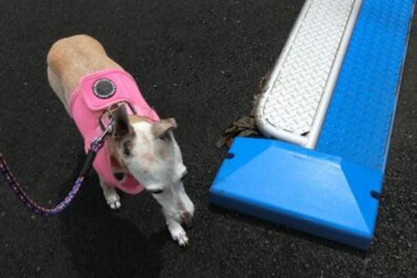 イタグレ ルビーの日記 Ruby Tuesday 2 老犬と散歩