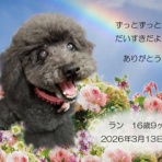 ペットセレモニーベル天国の天使達