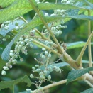 白膠木（ぬるで）の実