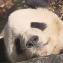 【画像】愛知からパンダを見に来た少年、見られなくて号泣…