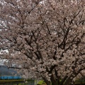 近江鉄道と桜①
