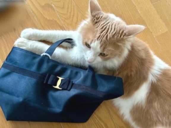 メルちゃん、バッグを持ってお出かけですか？