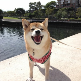 海外で柴犬と暮らす in Australia