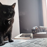 7年ぶりに出番が来た猫用ブラシ