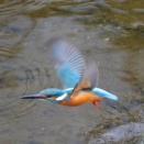 飛んで行くカワセミです