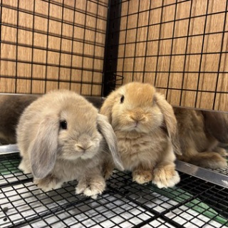 うさぎブログ　うさぎのしっぽ公式ブログ「日々しっぽ」