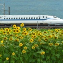 ひまわり