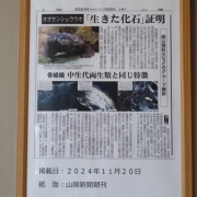 【岡山】　湯原温泉で、はんざきに出会う