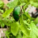 エメラルド色の珍しい昆虫。