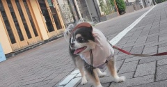 まりちゃんのお散歩が変わった！？新しいスヌードで快適ライフ