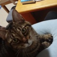 【猫との暮らし】もっみもっみ…（GIF動画更新）