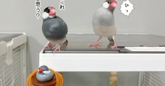 これは…なに文鳥？