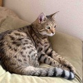 いろいろ中華が美味しかった夜ごはん