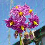 Heyモーの家庭菜園を楽しむ